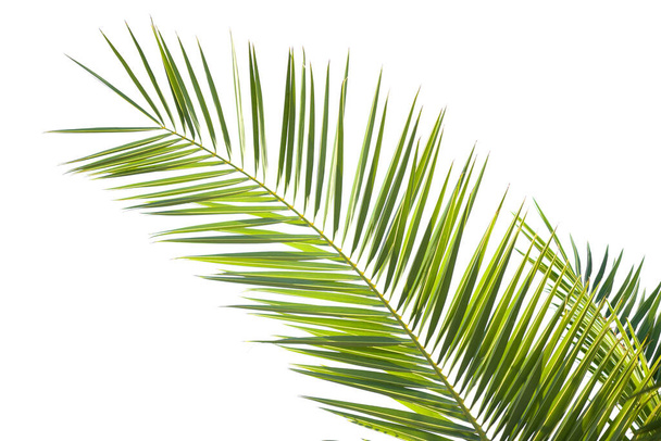 Красивий крупним планом тропічний зелений лист долоні ізольований на білому тлі
 - Фото, зображення