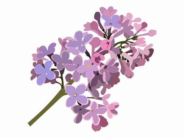 Fioletowa gałąź liliowa Izolowany wektor kwiatów Ilustracja na białym tle - Wektor, obraz