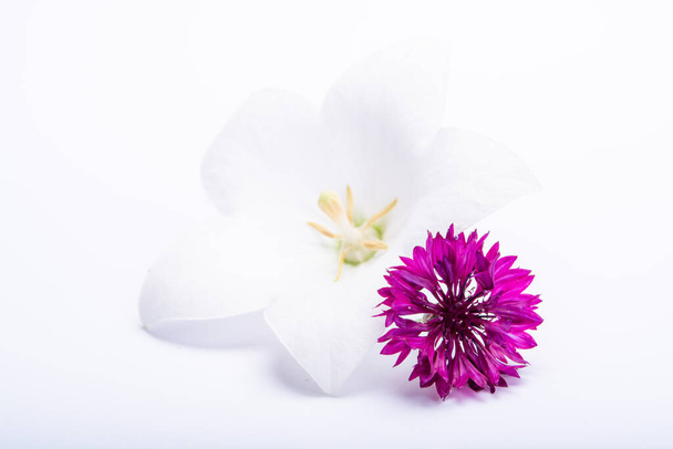 Flor campanilla blanca y cornflowers púrpura de cerca, aislado en el espacio de copia de fondo blanco
 - Foto, imagen