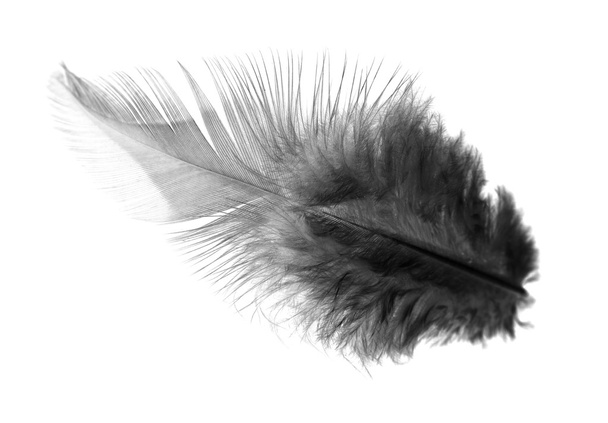 Feathers on a white background - Foto, afbeelding