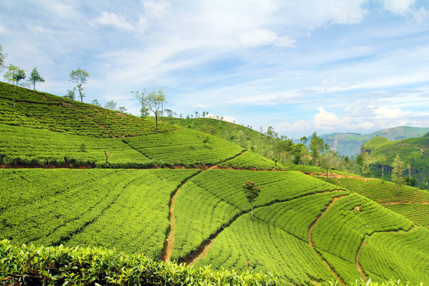 plantación de té paisaje - Foto, imagen
