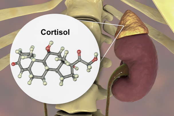 Molécula de hormona cortisol y glándula suprarrenal, ilustración 3D. El cortisol es una hormona esteroide de clase glucocoticoide producida en la corteza de las adrenales.
 - Foto, Imagen