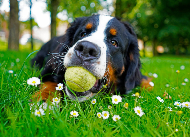 Ritratto del giovane cane da montagna bernese, palla da tennis in bocca. Sdraiato sull'erba verde, fiori bianchi nel parco dog friendly
.  - Foto, immagini