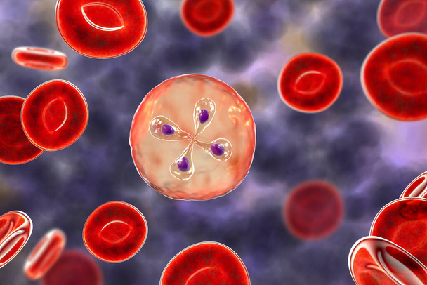 Babesia parasieten in rode bloedcellen, de veroorzaker van babesiose. 3D illustratie met klassieke tetradvormen van Babesia merozoieten zogenaamde Maltese kruisvorming - Foto, afbeelding