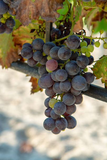 Французский красный и розовый виноград завод винограда, первый новый урожай винограда во Франции на домене или винограднике замка закрыть в солнечный день
 - Фото, изображение