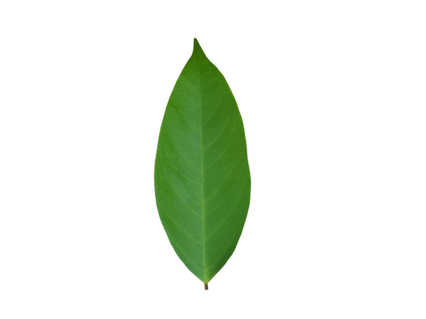 groen blad geïsoleerd op witte achtergrond - Foto, afbeelding