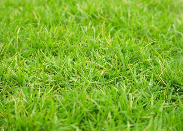 Malá zelená tráva Výhled do terénu Pro pozadí a textury. Přírodní pojmy. - Fotografie, Obrázek