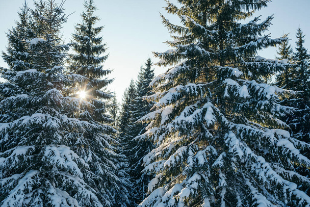 Karla kaplı bir ağaç. - Fotoğraf, Görsel