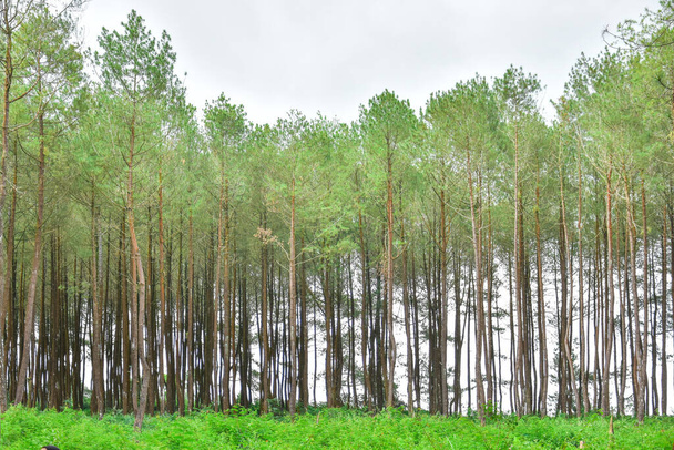 Όμορφο καλοκαιρινό δάσος με διαφορετικά δέντρα. HD Εικόνα και Μεγάλη Ανάλυση. μπορεί να χρησιμοποιηθεί ως φόντο και ταπετσαρία επιφάνειας εργασίας - Φωτογραφία, εικόνα