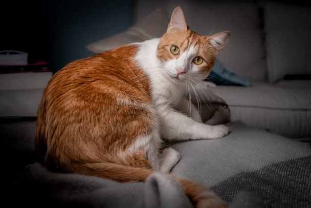 brązowo-biały kot leżący na kanapie, jest zaskoczony i patrzy wstecz - Zdjęcie, obraz
