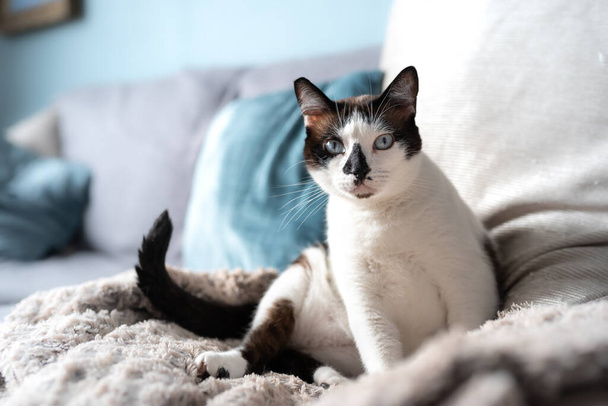 czarny i biały kot siedzi na kanapie, patrzy głęboko swoimi niebieskimi oczami - Zdjęcie, obraz