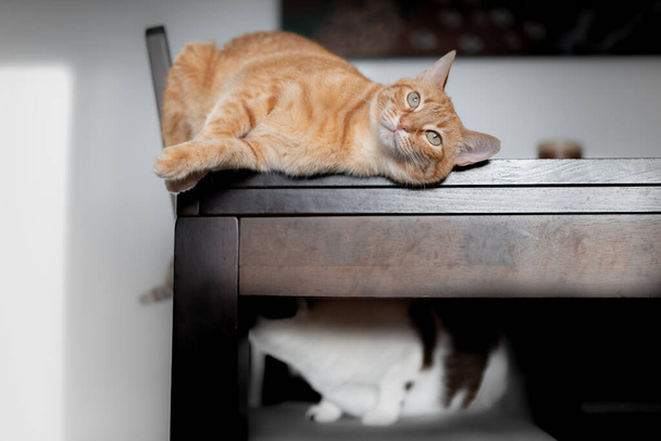 Tabby macska fekszik az asztal szélén. - Fotó, kép