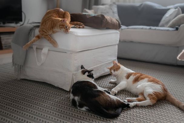 Dois gatos brincam no tapete. Enquanto um gato de mesa olha para eles de cima
 - Foto, Imagem