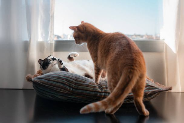 schwarz-weiße Katze liegt auf einem Kissen unter dem Fenster, spielt mit Tabby-Katze - Foto, Bild