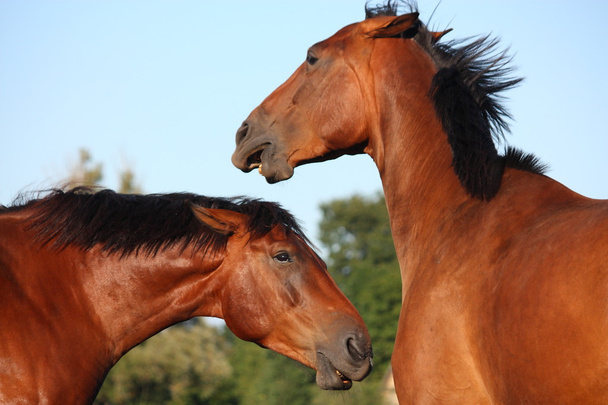 Dois cavalos castanhos lutando brincando
 - Foto, Imagem