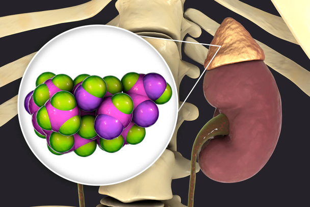 Hormone d'aldostérone, hormone minéralocorticoïde produite par les glandes surrénales, illustration 3D - Photo, image