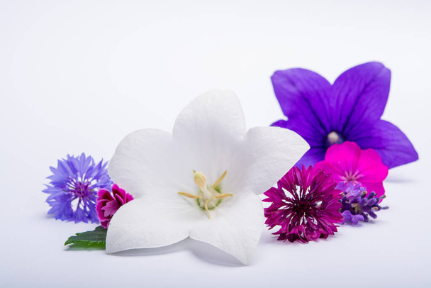 Flores brancas e roxas sino e flores de milho perto, isolado no espaço cópia fundo branco
 - Foto, Imagem