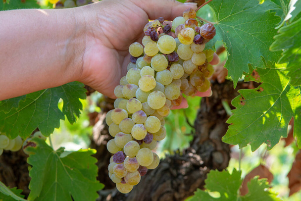 Érett fehér bor szőlő növények szőlőültetvény Franciaországban, fehér érett muskotály szőlő új szüret közeli - Fotó, kép