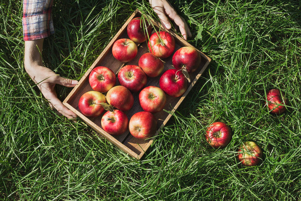 Flatlay with woman's hands holding wooden box with fresh ripe organic red apples in  on green grass - Valokuva, kuva