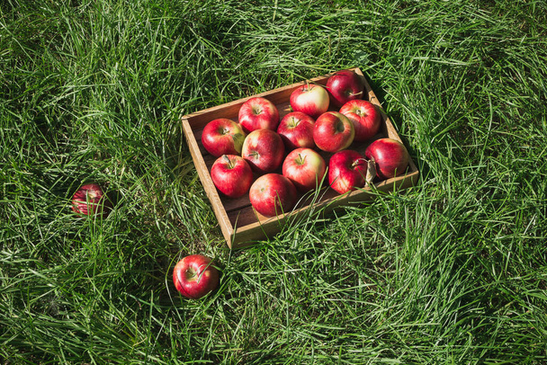 Flatlay with fresh ripe red apples in wooden box on green grass - 写真・画像