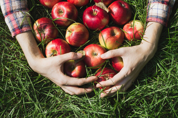 Flatlay of woman's hands holding red ripe organic apples on green grass - Photo, Image