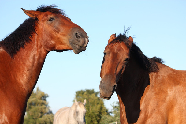 Дві коричневі коні грайливо б'ються
 - Фото, зображення