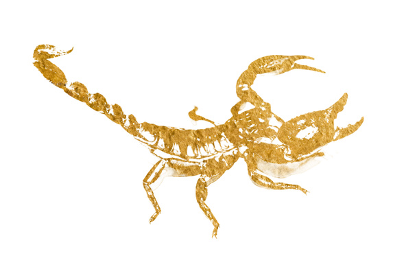 Χρυσός σκορπιός. Αφηρημένη χρυσό εγκεφαλικό επεισόδιο με πινέλο χρώμα σε λευκό φόντο - Φωτογραφία, εικόνα