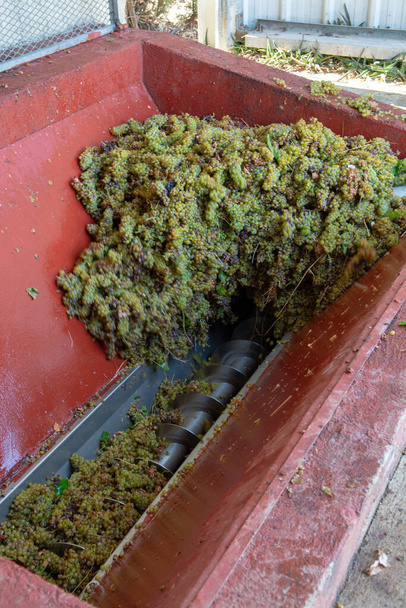 Tradiční vinifikace ve Francii, nová sklizeň bílého hroznového muškátu je připravena k prvnímu lisování zblízka - Fotografie, Obrázek