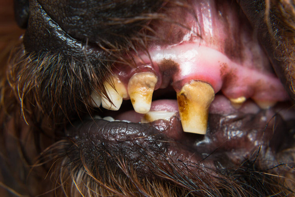 photo rapprochée d'un chien dents avec tartre et l'érosion des dents - Photo, image