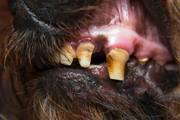 Tartar ve diş erozyonu olan bir köpek dişinin yakın plan fotoğrafı. - Fotoğraf, Görsel