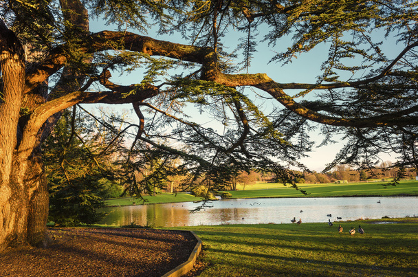 Árvore velha pelo lago
 - Foto, Imagem