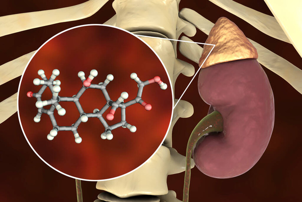 Гормон альдостерона, минералокортикоидный гормон, производимый надпочечниками, 3D иллюстрация
 - Фото, изображение