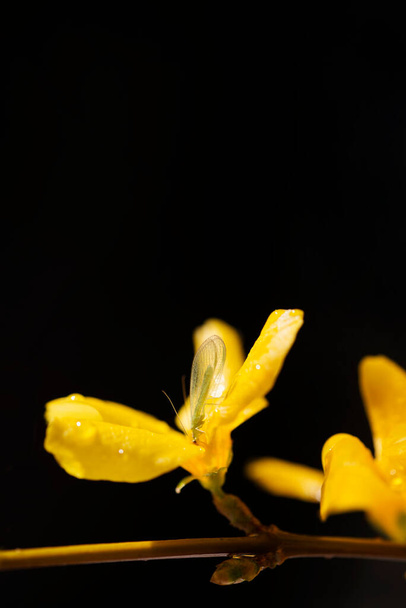 Chrysoperla sarveiskalvo, tunnetaan yhteinen vihreä pitsi, istuu märkä keltainen kukka. Kuva tummalla taustalla. Kopioi tila. - Valokuva, kuva