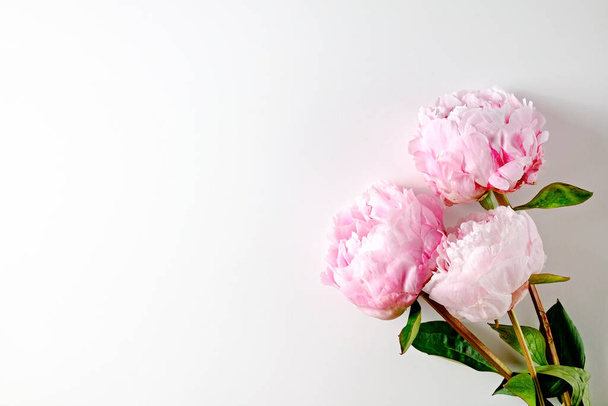 Studio shot of beautiful peony flowers over textured background with a lot of copy space for text. Feminine floral composition. Close up, top view, backdrop, flat lay. - Φωτογραφία, εικόνα