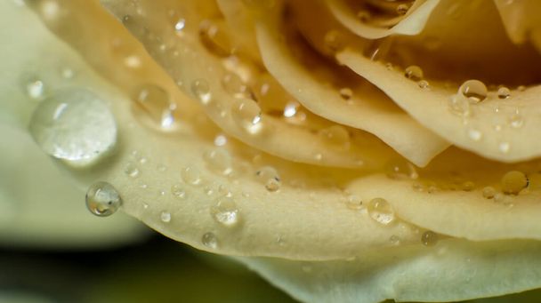 beautiful rose on a black mirror background - Photo, image
