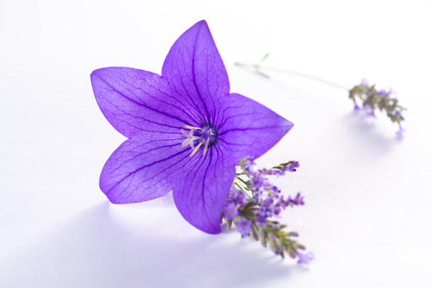 Елегантна маленька бутоньєрка з фіолетової квітки повітряної кулі, свіжа вирізана квітка прикраси ізольовані крупним планом
 - Фото, зображення