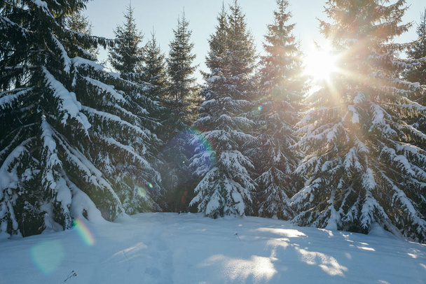 A close up of a snow covered forest - 写真・画像