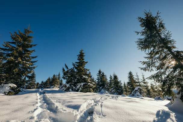 A tree covered in snow - Zdjęcie, obraz