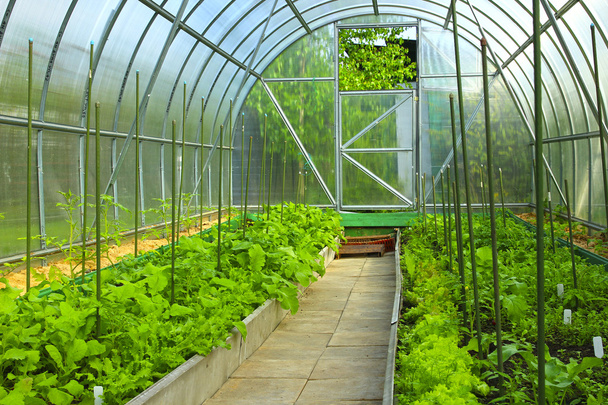 Növényi üvegházak készült átlátszó polikarbonát - Fotó, kép