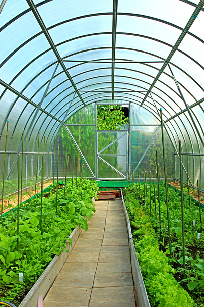 Vegetable greenhouses made of transparent polycarbonate - Photo, Image