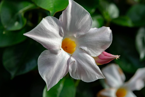 Mandevilla sundaville bloeiende wijnstok, algemeen bekend als rotstrompet tropische bloem close-up - Foto, afbeelding