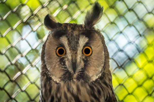 Lähikuva muotokuva pöllö, jolla on suuret silmät - Valokuva, kuva