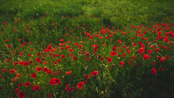 Art photography rep maki kwiaty na dzikim polu  - Zdjęcie, obraz