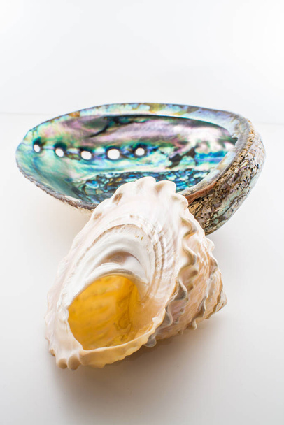 Hermosas conchas de mar tropicales Haliotis discus abulón y perla Trochus aislado, de cerca
 - Foto, Imagen