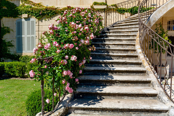 Rózsaszín rózsavirág virága nő Provence-ban (Franciaország), a napsütéses napokon - Fotó, kép