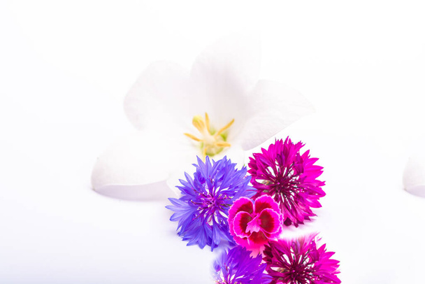Flor de sino branco e flores de milho roxo fechar, isolado no espaço cópia de fundo branco
 - Foto, Imagem