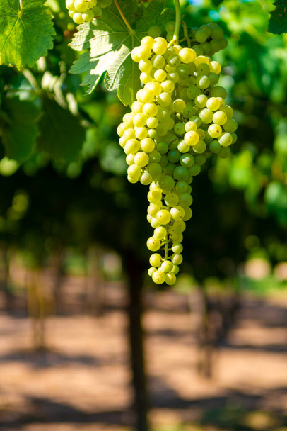 Weinberg mit wachsenden Weißweintrauben in Latium, Italien, Chardonnay und Malvasia-Trauben - Foto, Bild