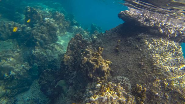 Panoramaszene unter Wasser und blauem Hintergrund - Foto, Bild