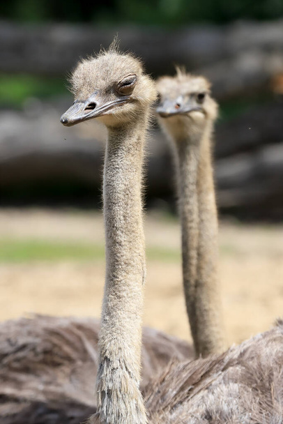 WROCLAW, POLAND - JUNE 09, 2020: Common ostrich (Struthio camelus) is the largest bird in the world. ZOO in Wroclaw, Poland. - Foto, Bild