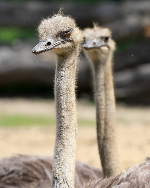 WROCLAW, POLAND - JUNE 09, 2020: Common ostrich (Struthio camelus) is the largest bird in the world. ZOO in Wroclaw, Poland. - Φωτογραφία, εικόνα